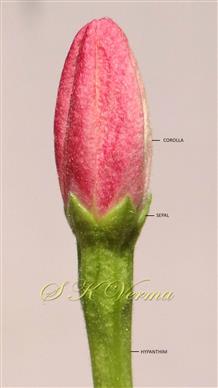  Floral bud-See calyx
